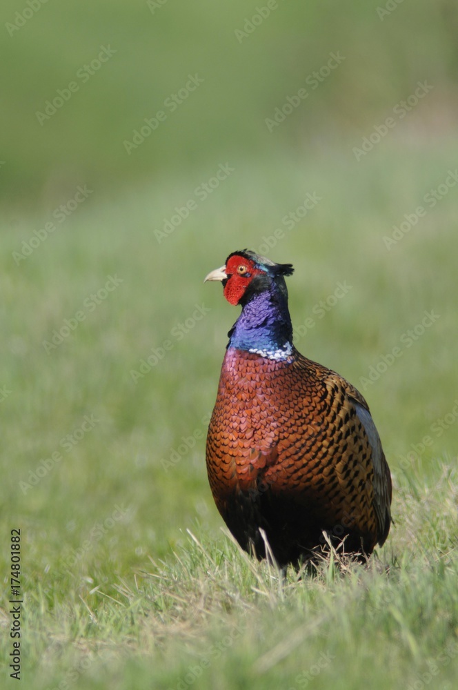 Naklejka premium Common Pheasant (Phasianus colchicus)