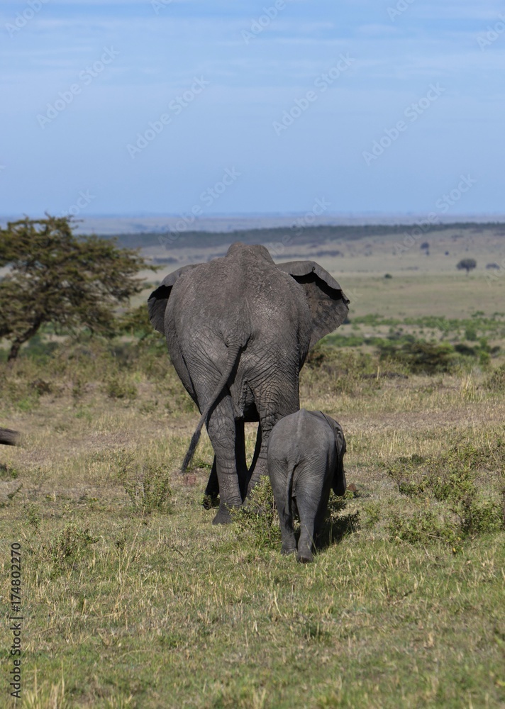 African Bush Elephants (Loxodonta africana), cow with calf from behind, Masai Mara National Reserve, Kenya, East Africa, Africa, PublicGround, Africa