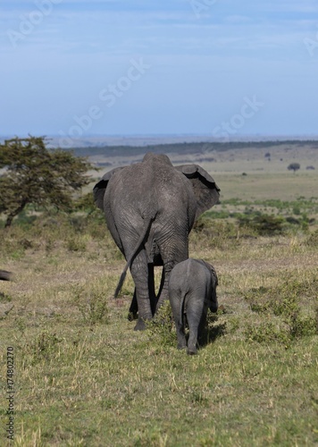 African Bush Elephants  Loxodonta africana   cow with calf from behind  Masai Mara National Reserve  Kenya  East Africa  Africa  PublicGround  Africa