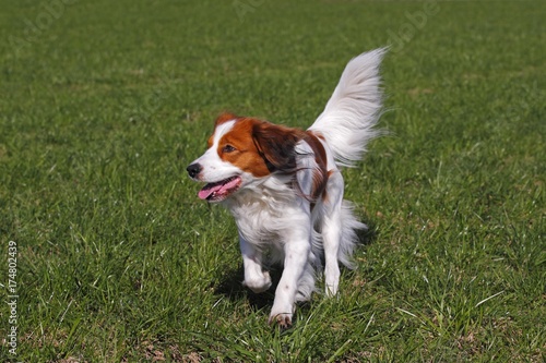 Kooikerhondje  Kooiker Hound  Canis lupus familiaris   young male dog running