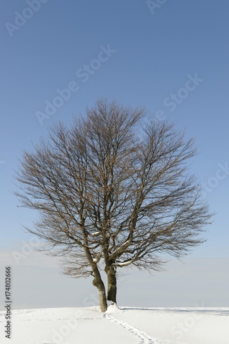 Wallpaper Mural Beech (Fagus sylvatica), Schauinsland hill in the Black Forest, Breisgau-Hochschwarzwald, Baden-Wuerttemberg, Germany, Europe Torontodigital.ca