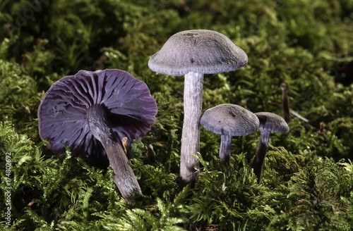 Photos Purple Laccaria Amethystea (Laccaria amethystea), Untergroeningen, Baden-Wuertte
