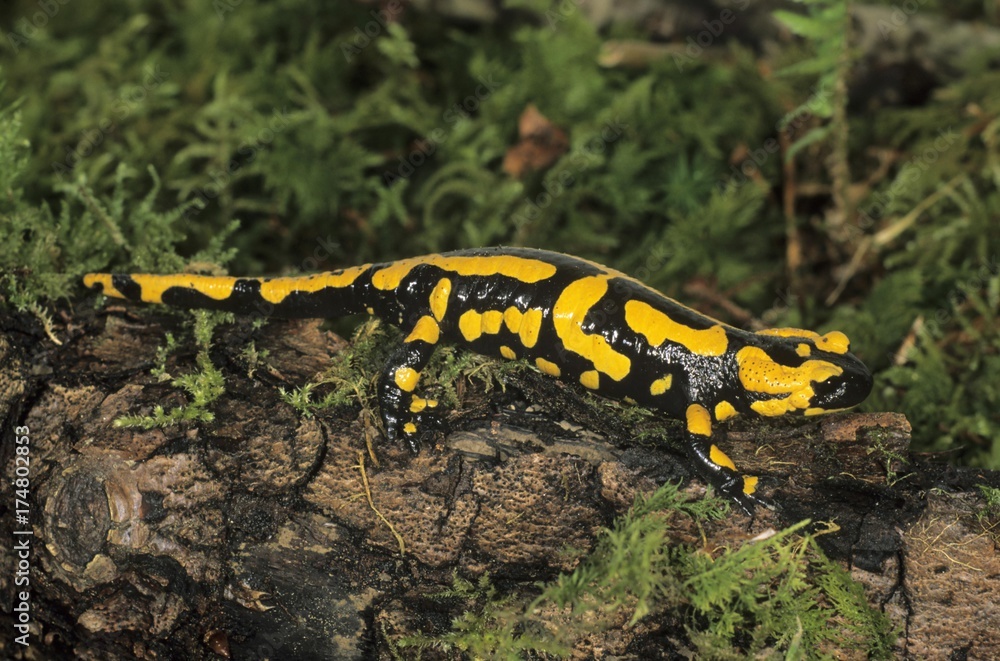 Fire salamander (Salamandra salamandra) Fire salamander (Salamandra salamandra)