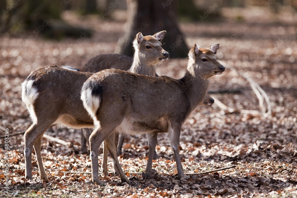 Sika Deer (Cervus nippon), Hesse, Germany, Europe Sika Deer (Cervus nippon), Hesse, Germany, Europe