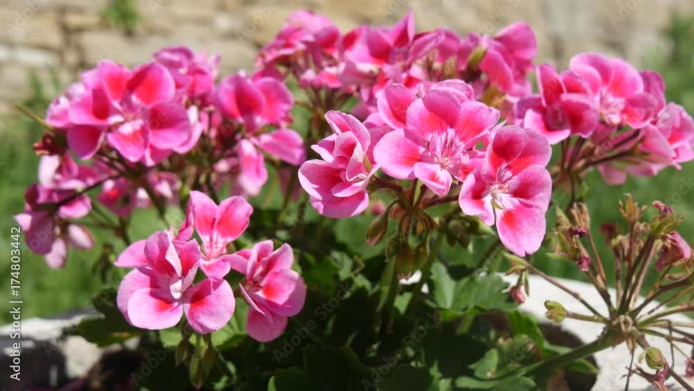 Grisignana in Croazia fiori rosa Grisignana in Croazia fiori rosa