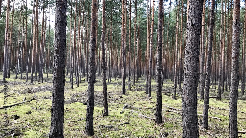 Fototapeta premium Kiefernwald