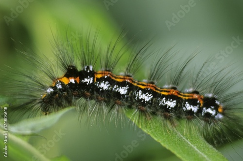 Yellow-tail (Euproctis similis), caterpillar © imageBROKER