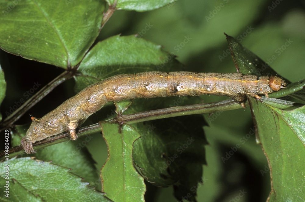Feathered Thorn (Colotois pennaria), caterpillar