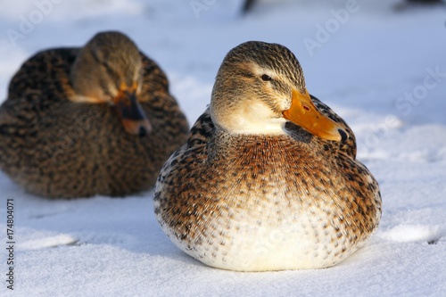Mallard ducks (Anas platyrhynchos) in winter, females sitting in snow © imageBROKER