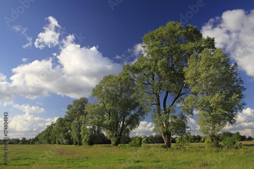 Landscape with willow trees (Salix) and white clouds over green meadows, Oberalsterniederung nature reserve, Schleswig-Holstein, Germany, Europe