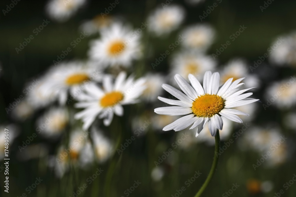 Daisy flowers (Leucanthemum vulgare) Daisy flowers (Leucanthemum vulgare)