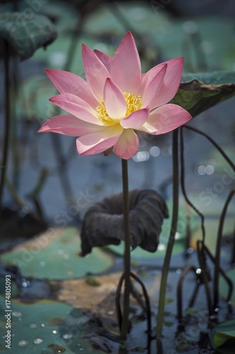 Lotus (Nelumbo), Vembanad Lake, Kerala, South India, India, Asia photo