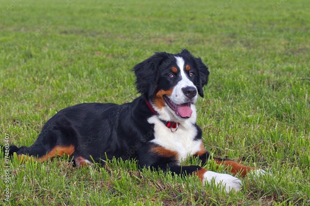 Bernese Mountain Dog (Canis lupus familiaris), young female