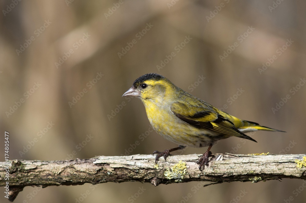 Obraz premium Siskin (Carduelis spinus), male, Untergroeningen, Baden-Wuerttemberg, Germany, Europe