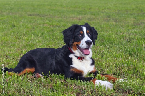 Bernese Mountain Dog (Canis lupus familiaris), young female