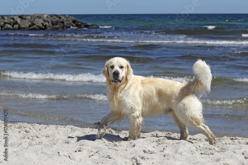 Golden Retriever dog (Canis lupus familiaris), male, two years, running on the beach, domestic dog