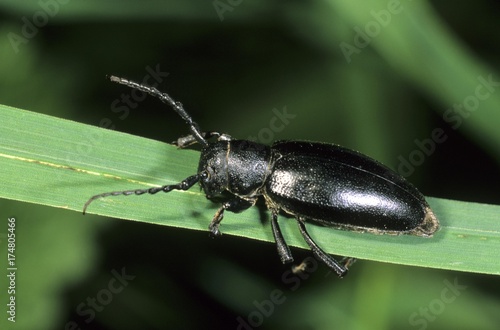 Dorcadion fuliginator flightless beetle, black variant, Tokai mountain, Hungary, Europe