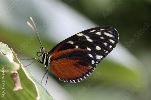 Passion Flower Butterfly (Heliconius hecale Zuleika) © imageBROKER