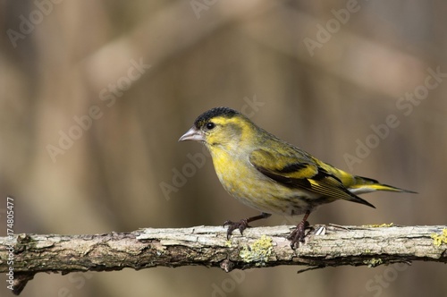 Siskin (Carduelis spinus), male, Untergroeningen, Baden-Wuerttemberg, Germany, Europe