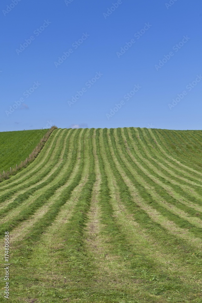 Mowed field near Pfaffenwinkel, Wessobrunn, Upper Bavaria, Bavaria, Germany, Europe, PublicGround, Europe