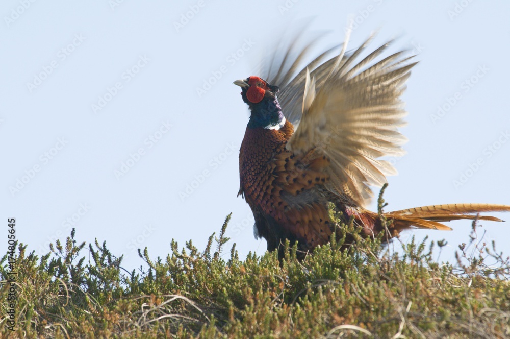 Fototapeta premium Common Pheasant (Phasianus colchicus), calling, Island of Spiekeroog, East Frisian Islands, Germany, Europe