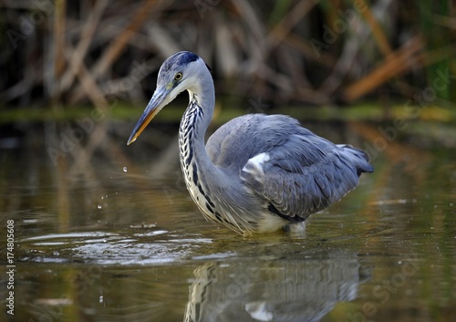 Grey Heron (Ardea cinerea) in a pond