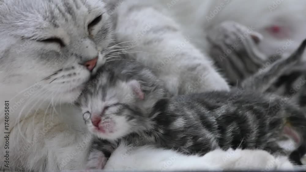 American shorthair cat hugging her newborn kitten with love 1 American shorthair cat hugging her newborn kitten with love 1