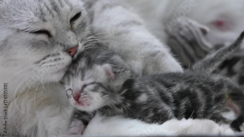 American shorthair cat hugging her newborn kitten with love 1