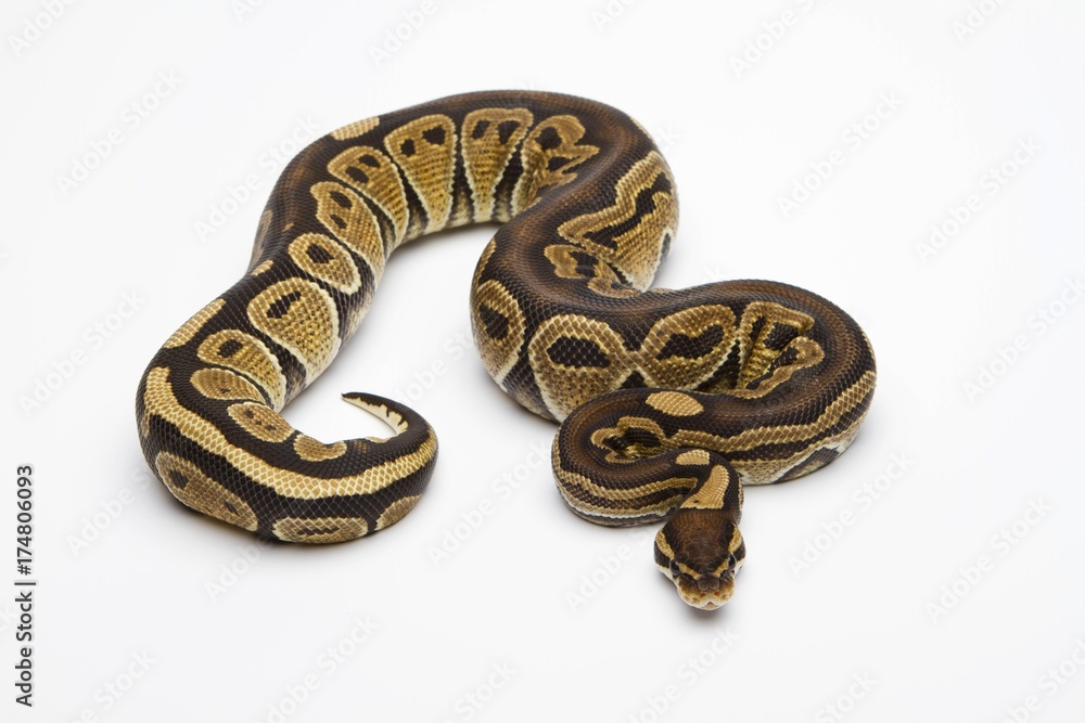 Paradox Super Fire Ball Python or Royal Python (Python regius), male Paradox Super Fire Ball Python or Royal Python (Python regius), male