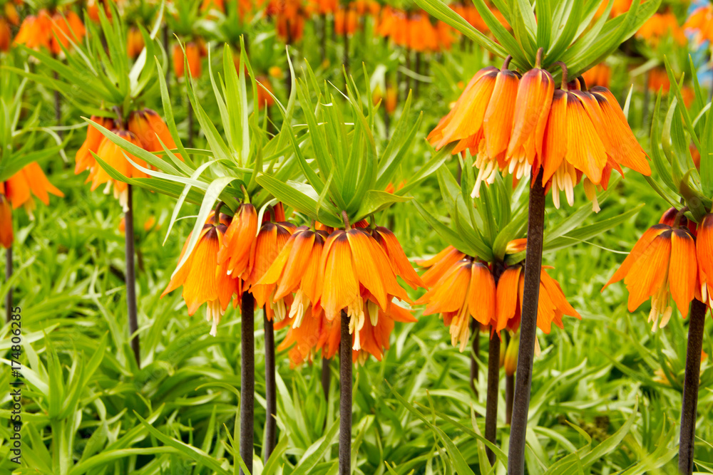 tulip. Colorful tulips in the garden tulip. Colorful tulips in the garden
