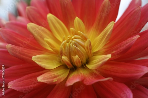 Detail of a Dahlia (Dahlia) flower