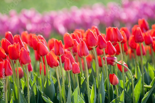 tulip. Colorful tulips in the garden