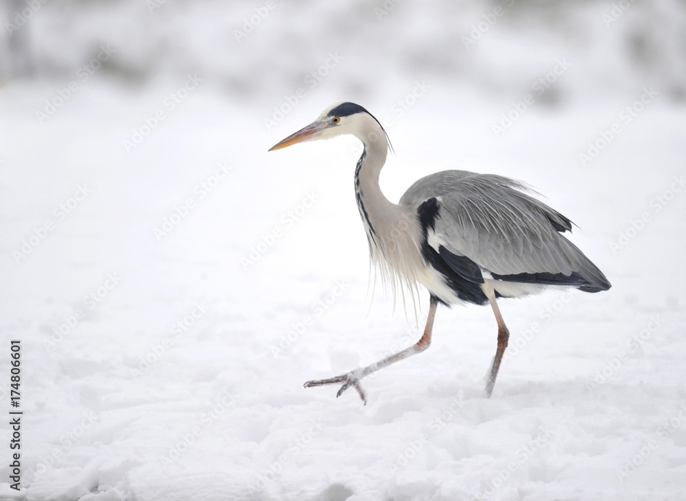 Obraz premium Grey Heron (Ardea cinerea) in the snow
