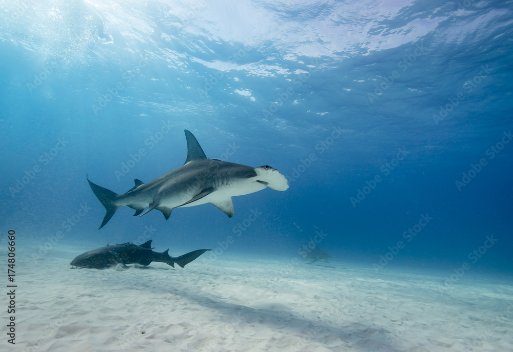 Fototapeta premium Great hammerhead shark underwater view Bimini, Bahamas.