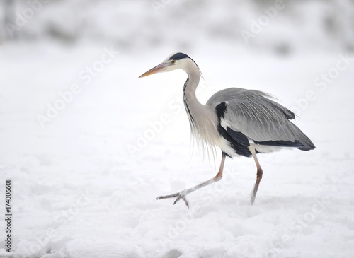 Grey Heron (Ardea cinerea) in the snow