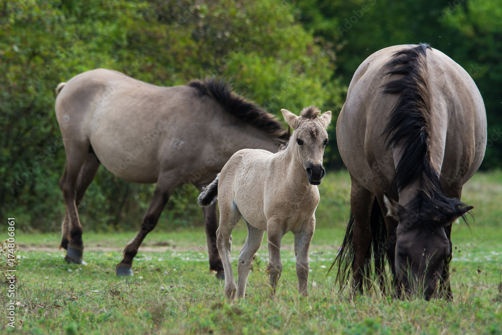 Wild horses herd with young foal grazing in meadow, Austria, Europe Wild horses herd with young foal grazing in meadow, Austria, Europe