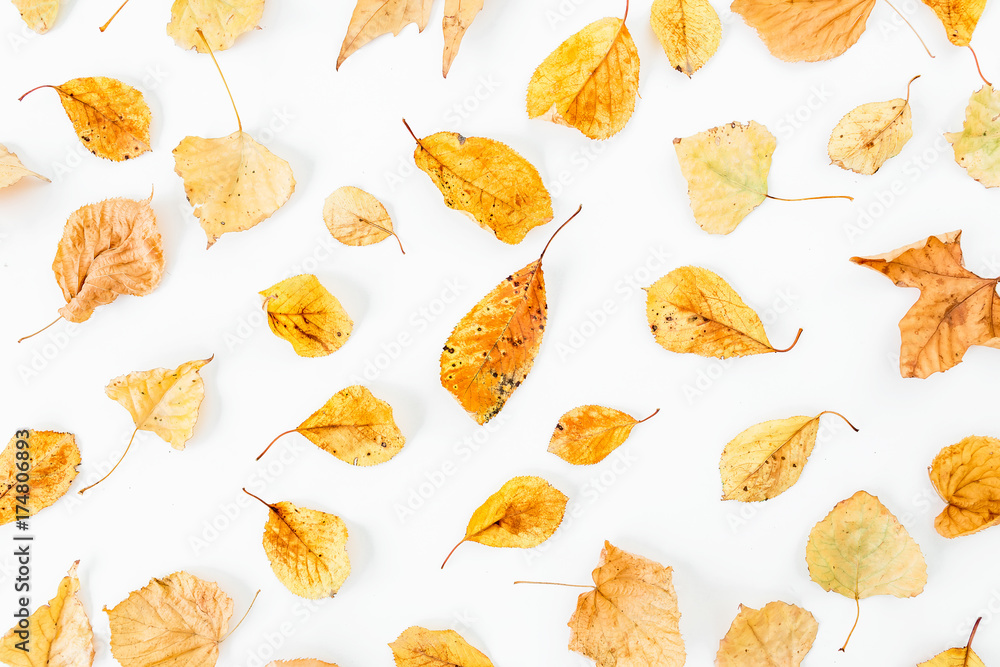 Autumn pattern of autumn leaves on white background. Flat lay, top view Autumn pattern of autumn leaves on white background. Flat lay, top view