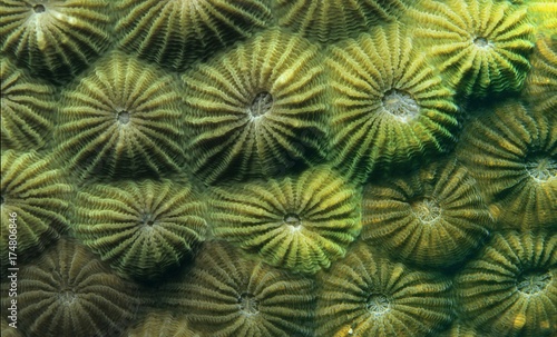 Polyps of a Stony Coral  Diploastrea heliopora   Indonesia  Southeast Asia  Asia