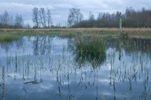 Bog pool, Bargerveen International Nature Park, Netherlands, Europe