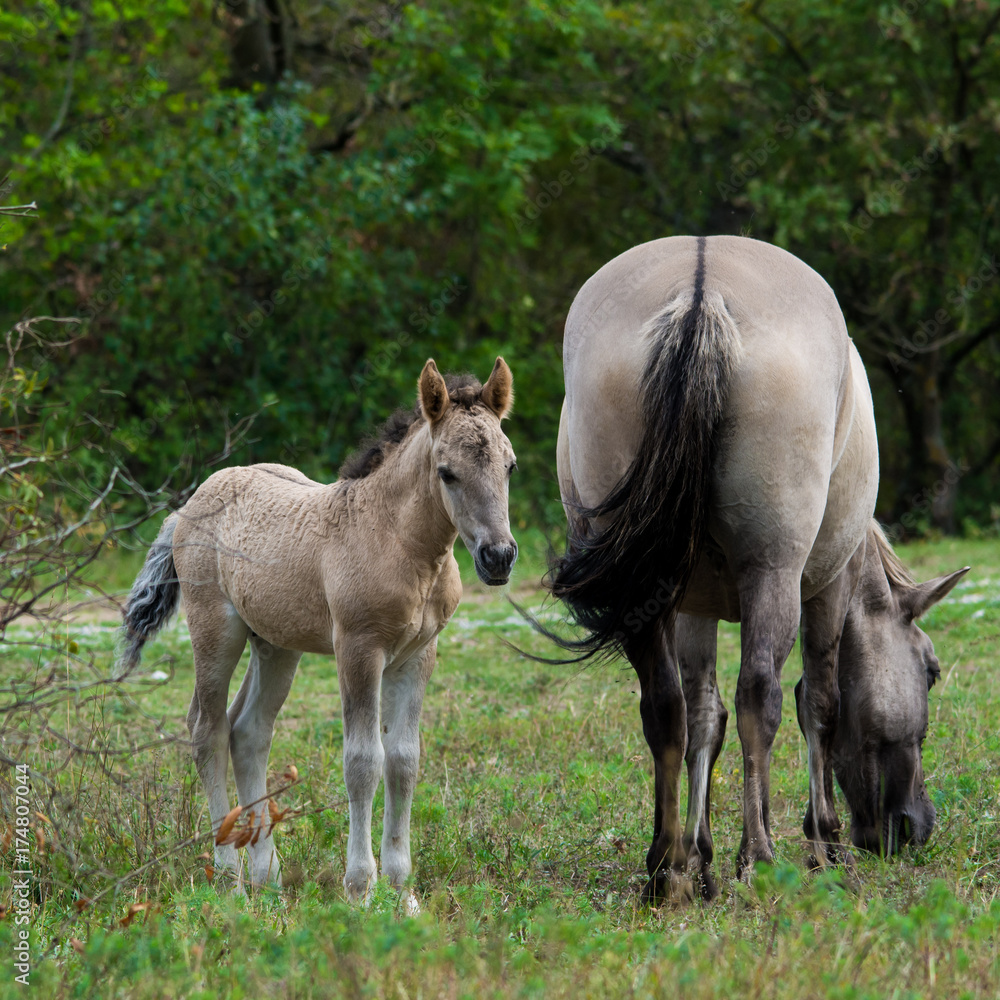 Wild horses herd with young foal grazing in meadow, Austria, Europe Wild horses herd with young foal grazing in meadow, Austria, Europe