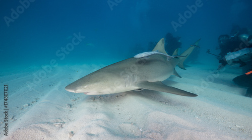 Lemon shark, Grand Bahama, The Bahamas. © wildestanimal