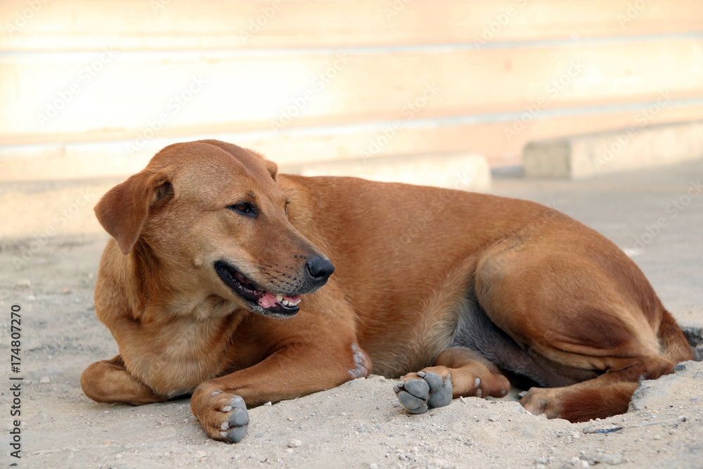 Thai brown stray dog laying down on the floor and looking for something. It is a dog that lives on the streets or temple and does not have an owner. Thai brown stray dog laying down on the floor and looking for something. It is a dog that lives on the streets or temple and does not have an owner.