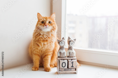 Cute ginger cat siting near wooden calendar with cats and date March 1st. International Day of Cats.