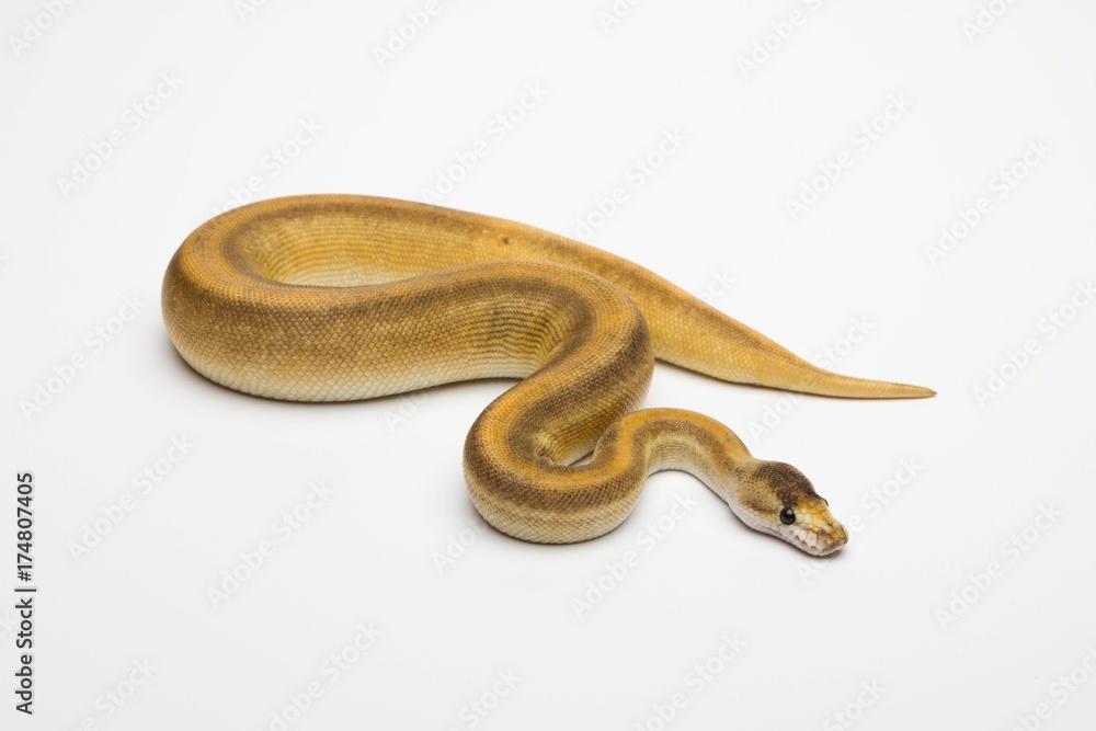 Champagne Cinnamon Ball Python or Royal Python (Python regius), female Champagne Cinnamon Ball Python or Royal Python (Python regius), female