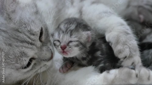 American shorthair cat hugging her newborn kitten with love 4