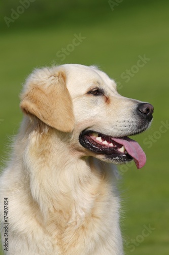 Female Golden Retriever (Canis lupus familiaris), two-year old dog, portrait