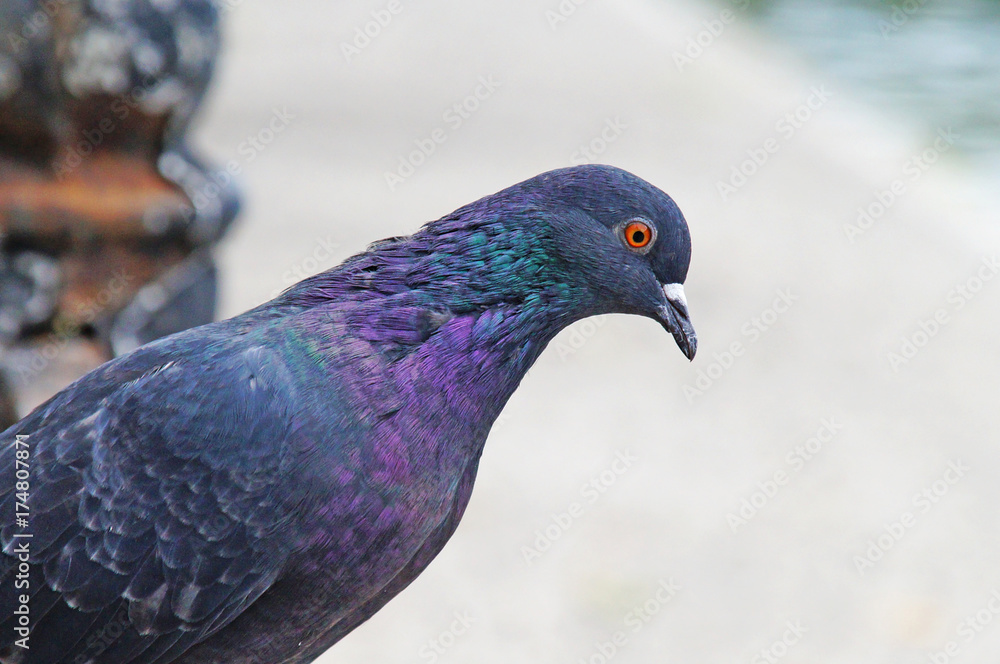 Pigeons among the cityscape. Pigeons are sitting in the city park.
Pigeons among the cityscape. Pigeons are sitting in the city park.