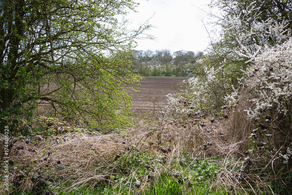 Fototapeta premium Beautiful white blooming flowers on the tree during the spring in England
