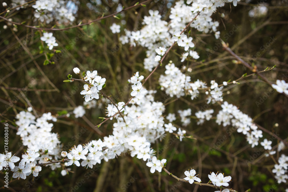Beautiful white blooming flowers on the tree during the spring in England Beautiful white blooming flowers on the tree during the spring in England