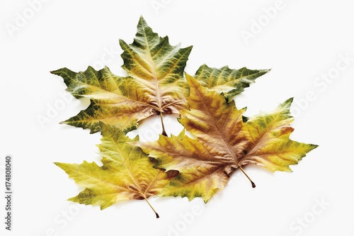Obraz na plátně Plane leaves, Kerr's plane, (Platanus kerrii Gagnepain), autumn leaves